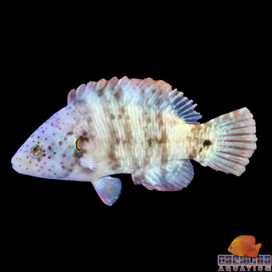 Wrasse - Broomtail Lg