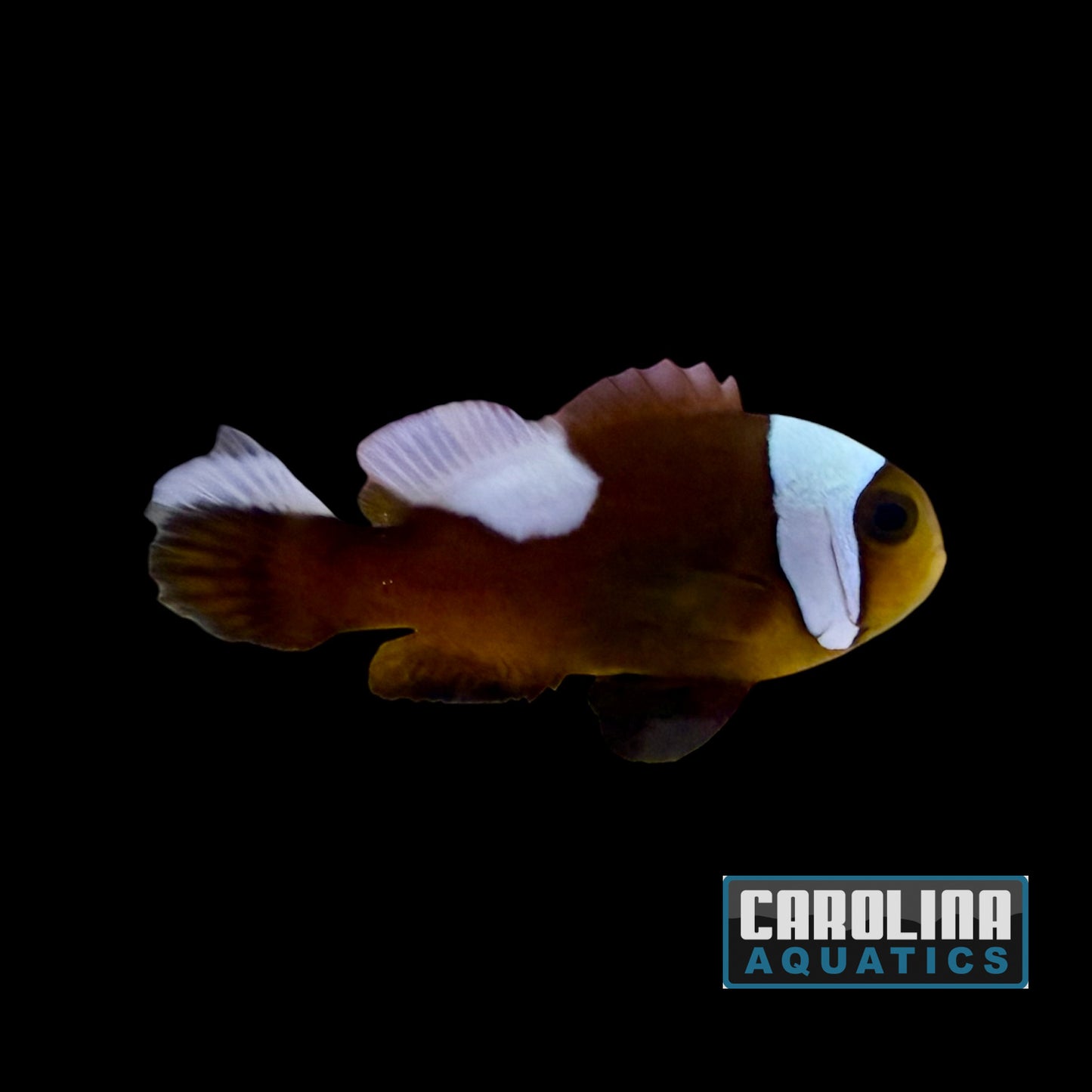 Clown - Saddle Back Wild Lg