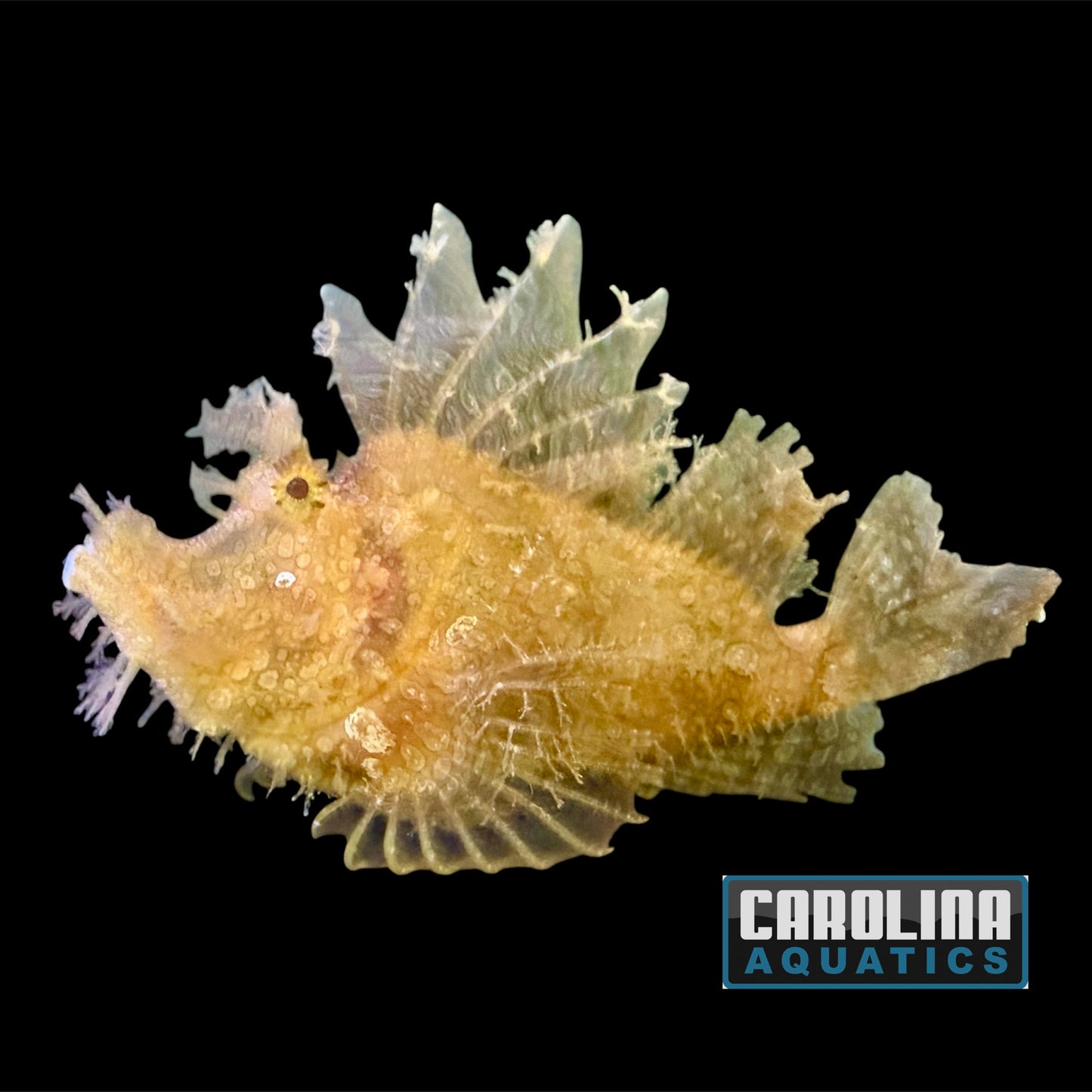 Scorpionfish - Goose XL WYSIWYG