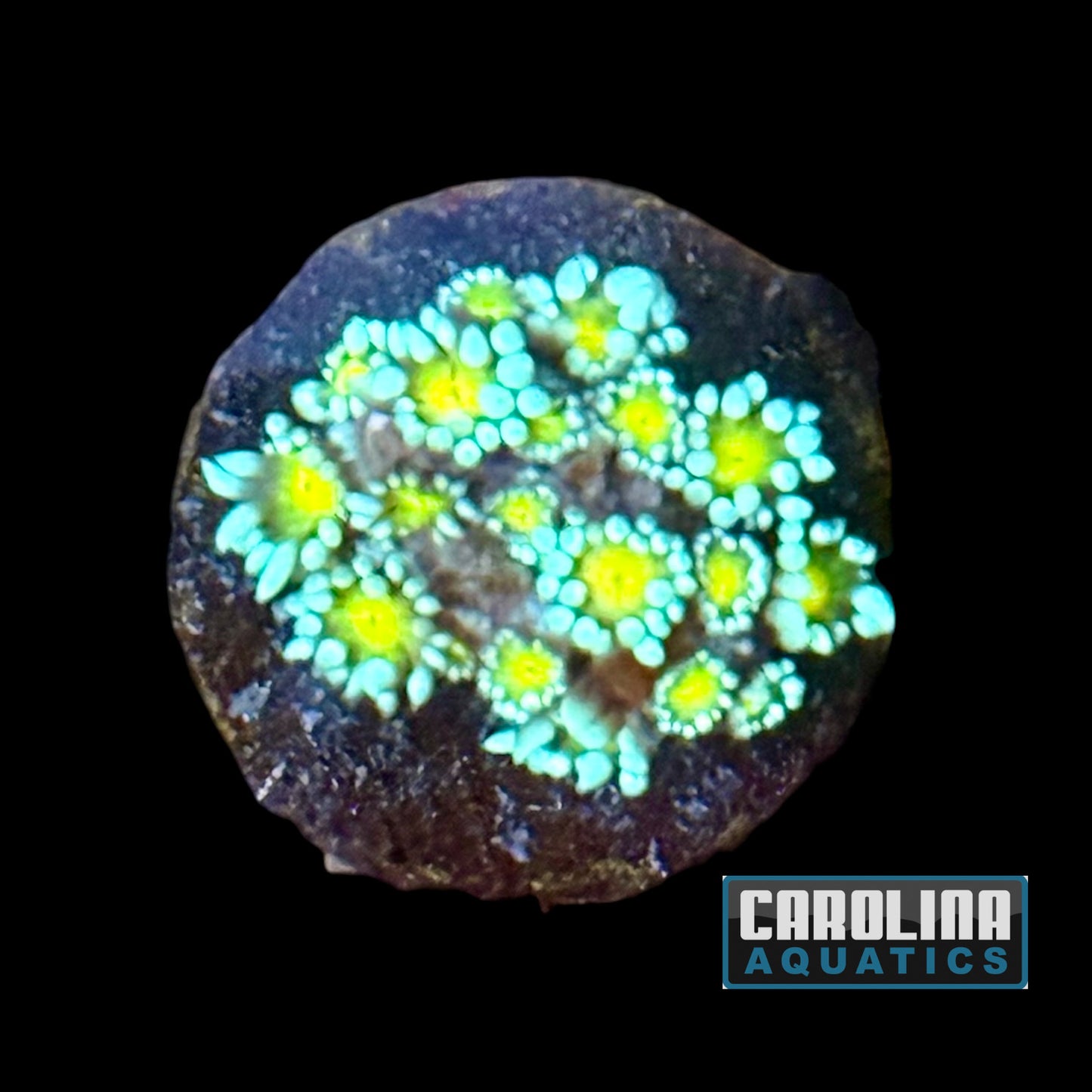 Frag - Lemon Head Goniopora