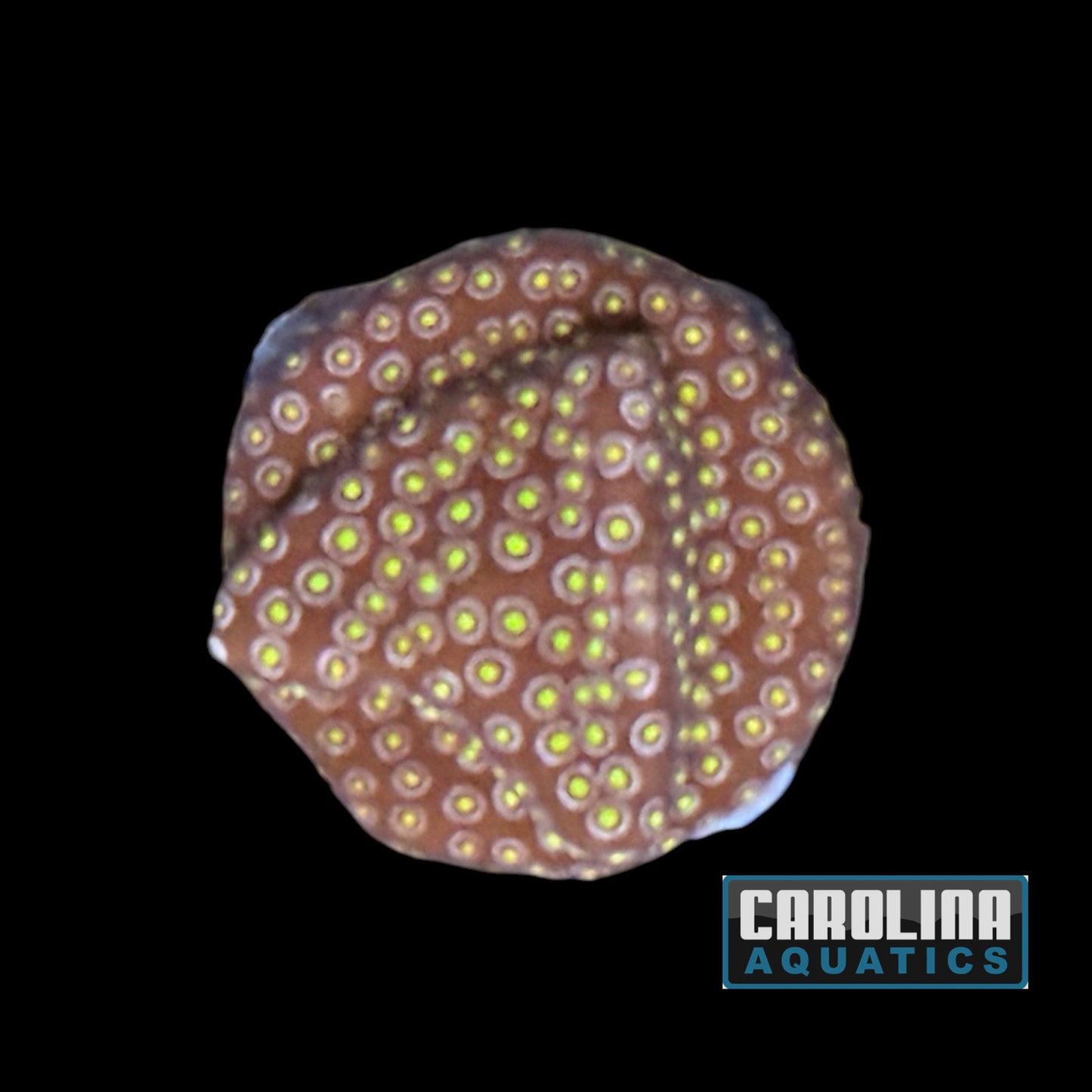 Frag - Firestone Stylocoeniella