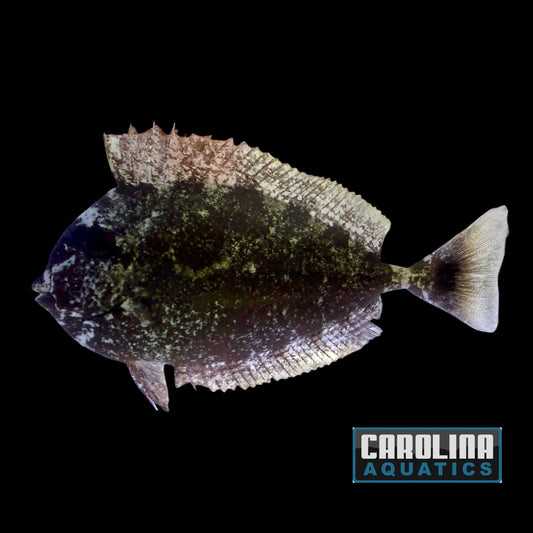 Tang - Spotted Unicorn Md