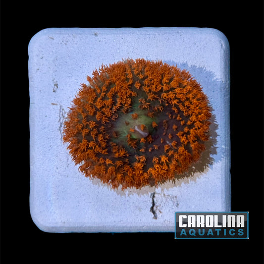 Polyp - Corallimorph Red Warty