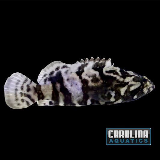 Grouper - Hybrid Tiger Md/Lg