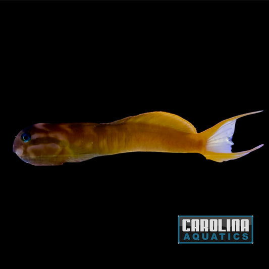 Blenny - Midas Golden XL