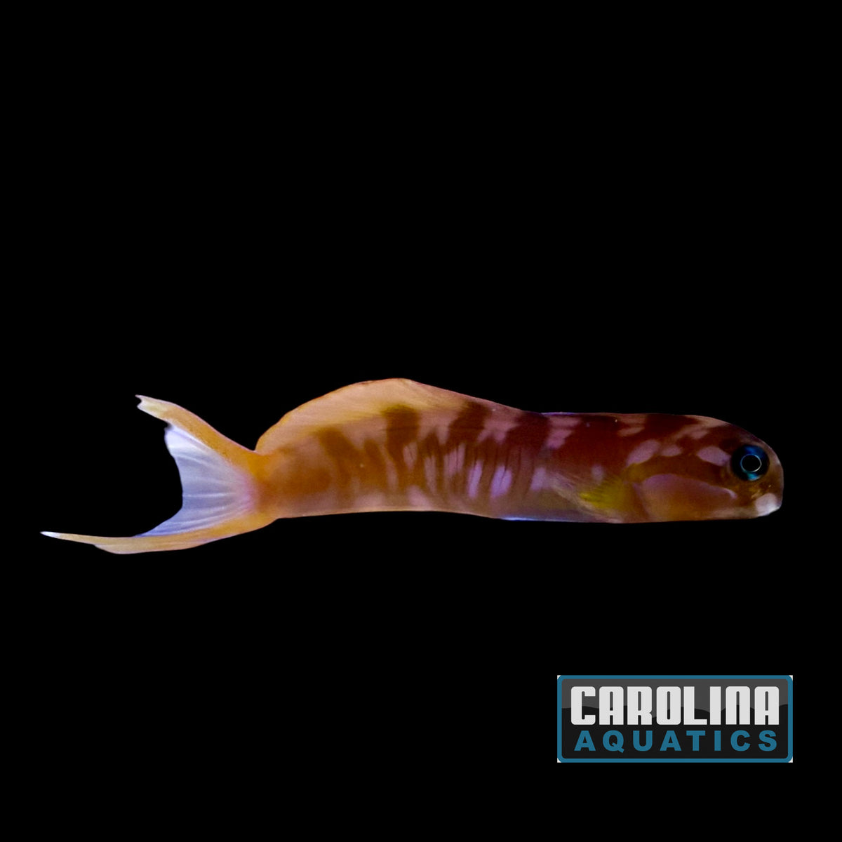 Blenny - Midas Golden