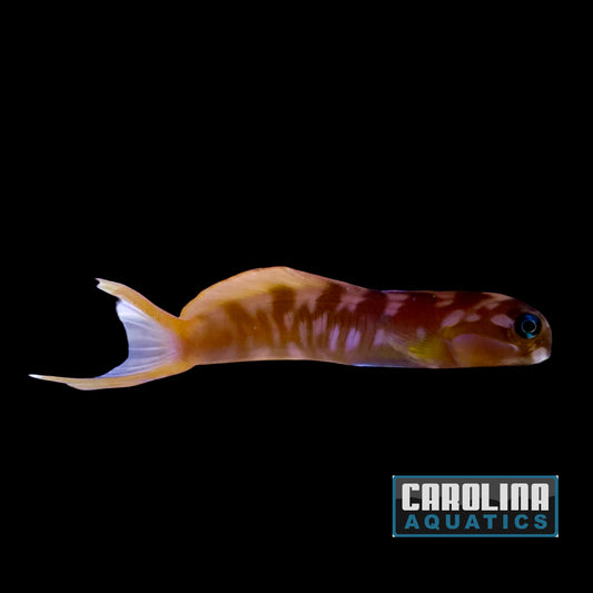 Blenny - Midas Golden