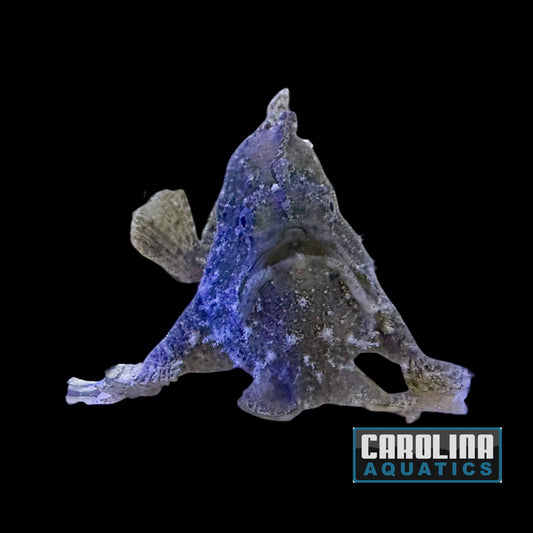Angler - Asst Md