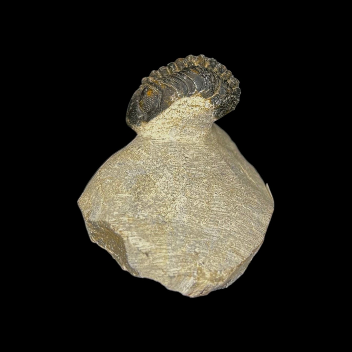 Metacanthian Trilobite in Matrix