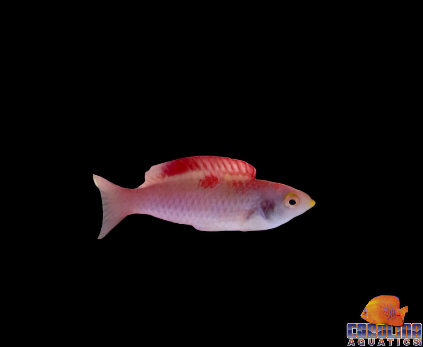 Wrasse - Fairy Debelius