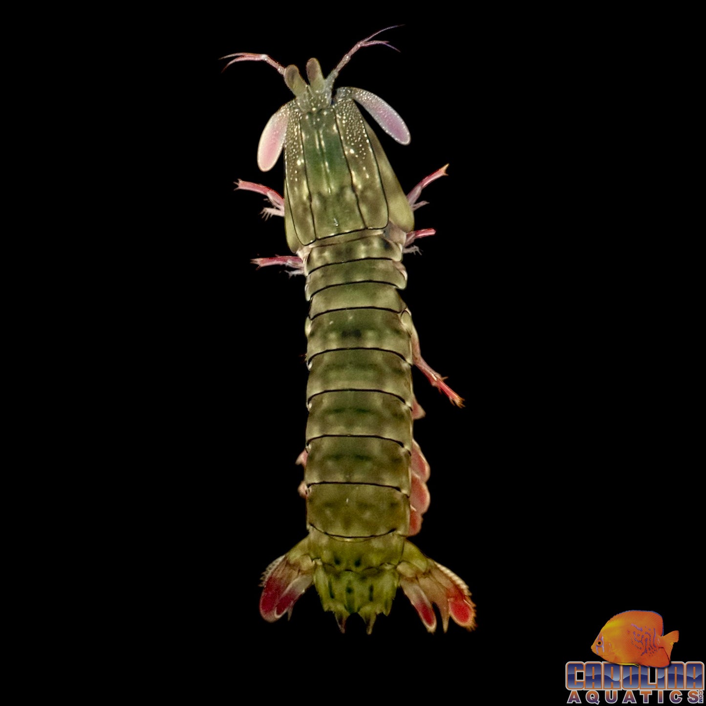 Shrimp - Mantis Club Foot