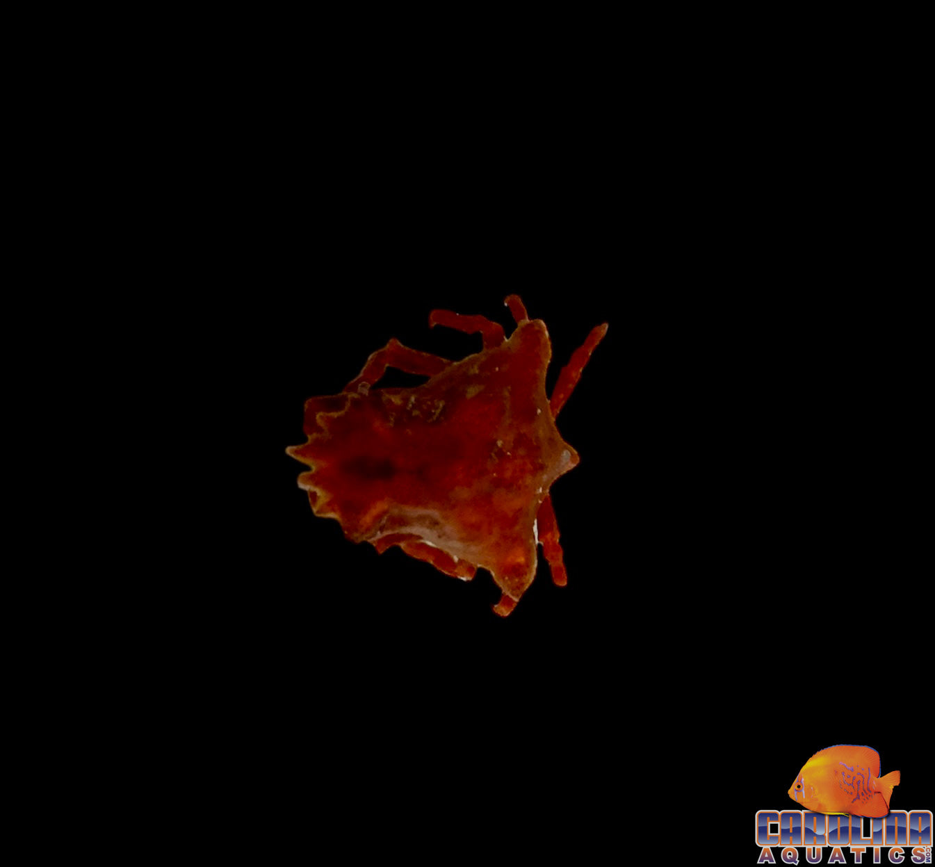 Crab - Sponge