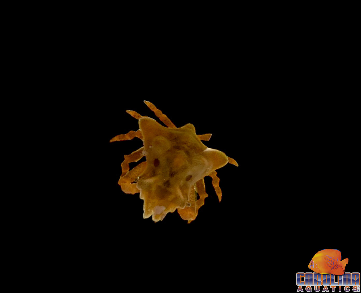 Crab - Sponge