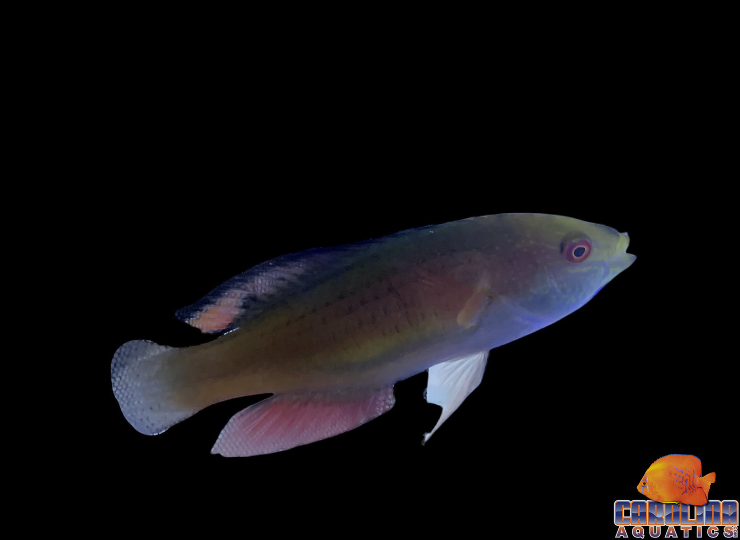 Wrasse - Fairy Blackfin