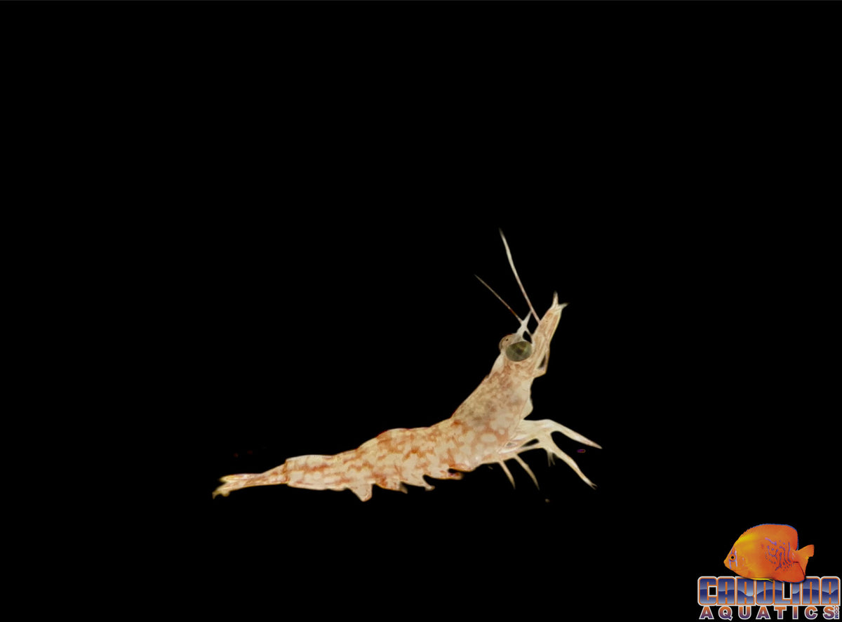 Shrimp - Caribbean Fumanchu