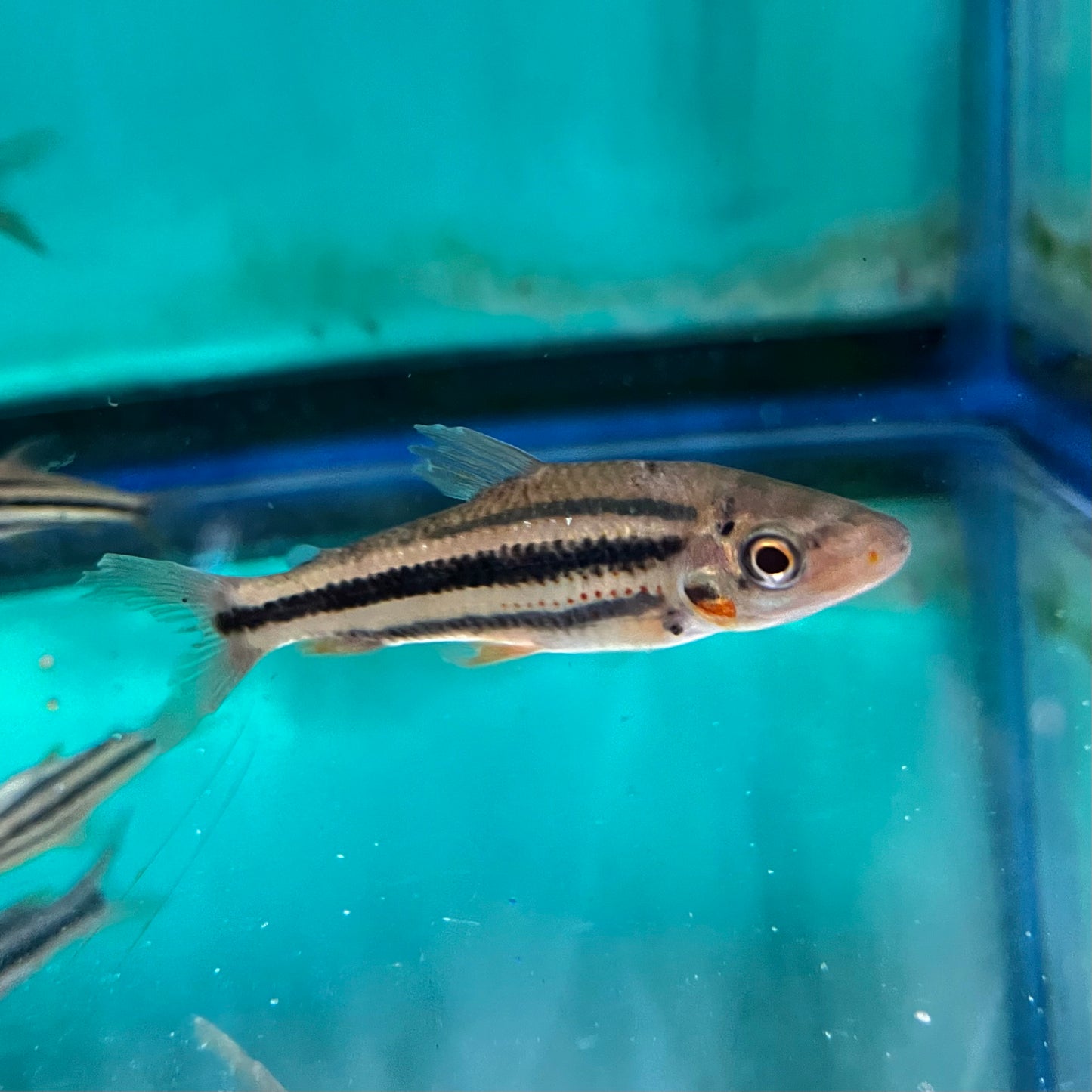 Misc - Leporinus Lipstick TR Med