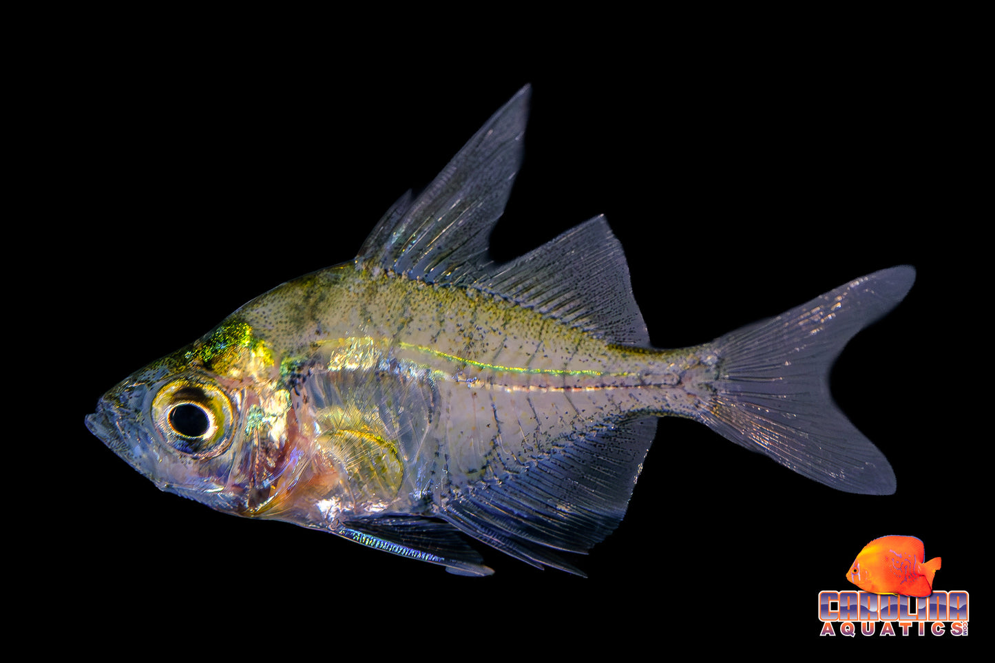 Misc - Glassfish Indian Jewel