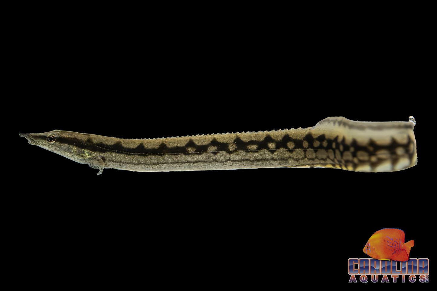 Misc - Eel Indian Tiretrack 6-8in