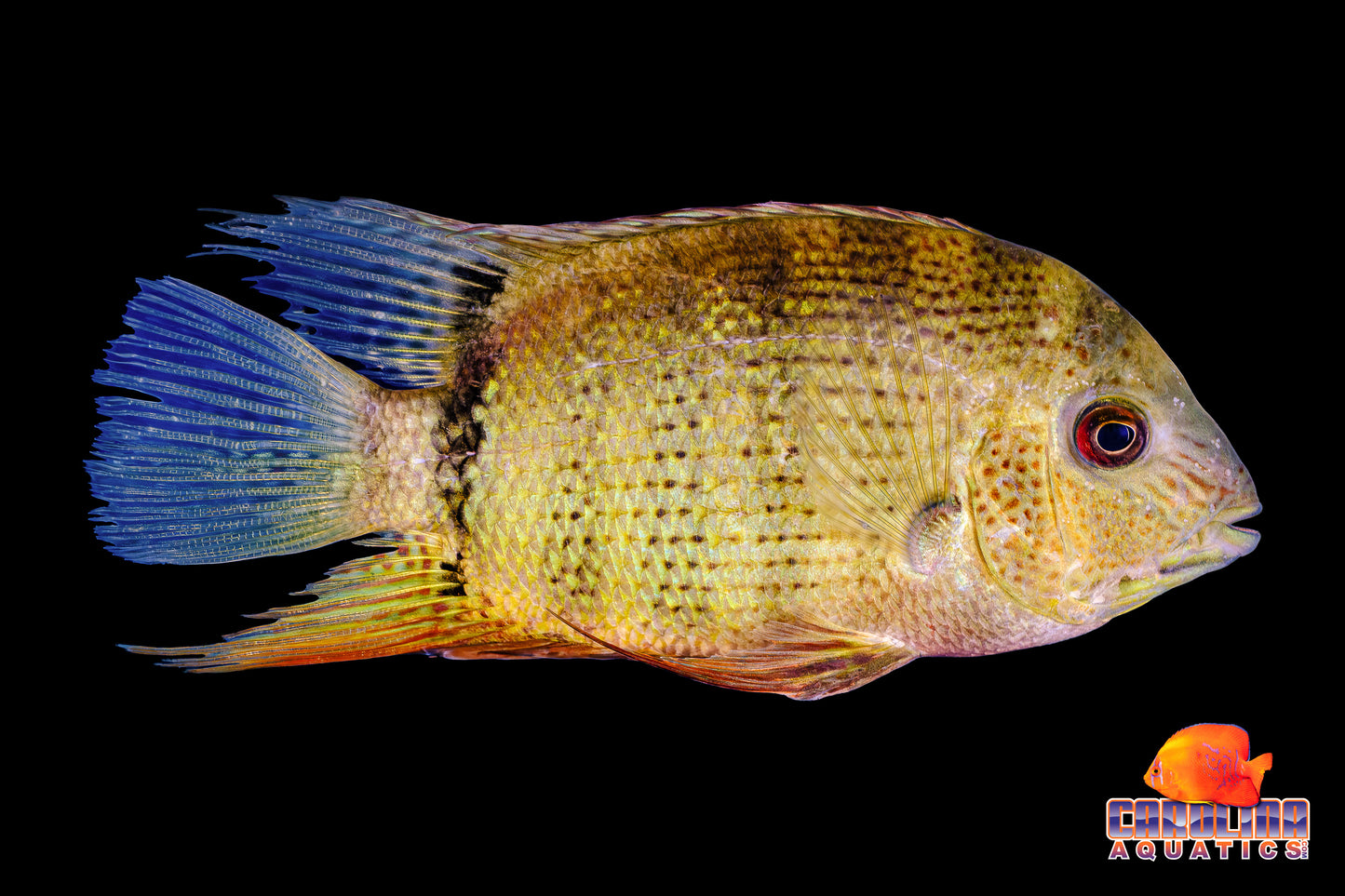 Cichlid - Severum Inirida Spotted XL