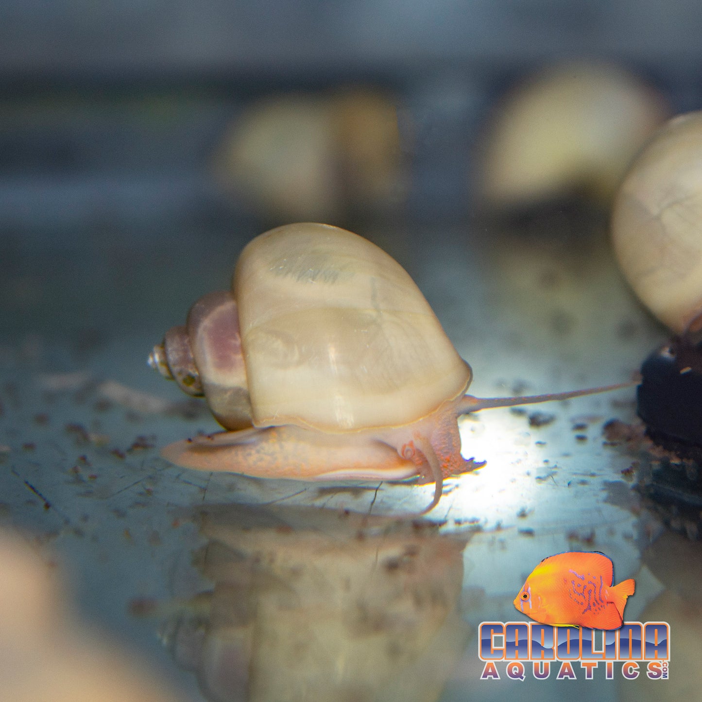 Invert - Snail Mystery Ivory