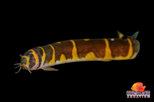 Loach - Kuhli