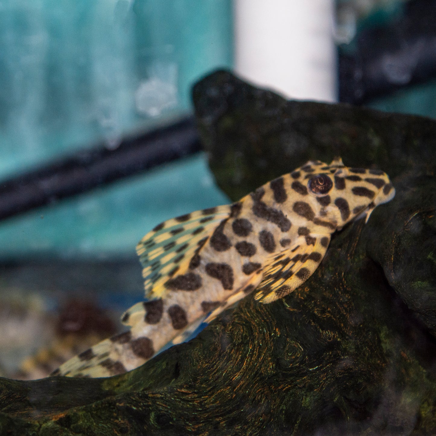 Pleco - Leopard Frog L-134 T.R. Lg 2.5-3in