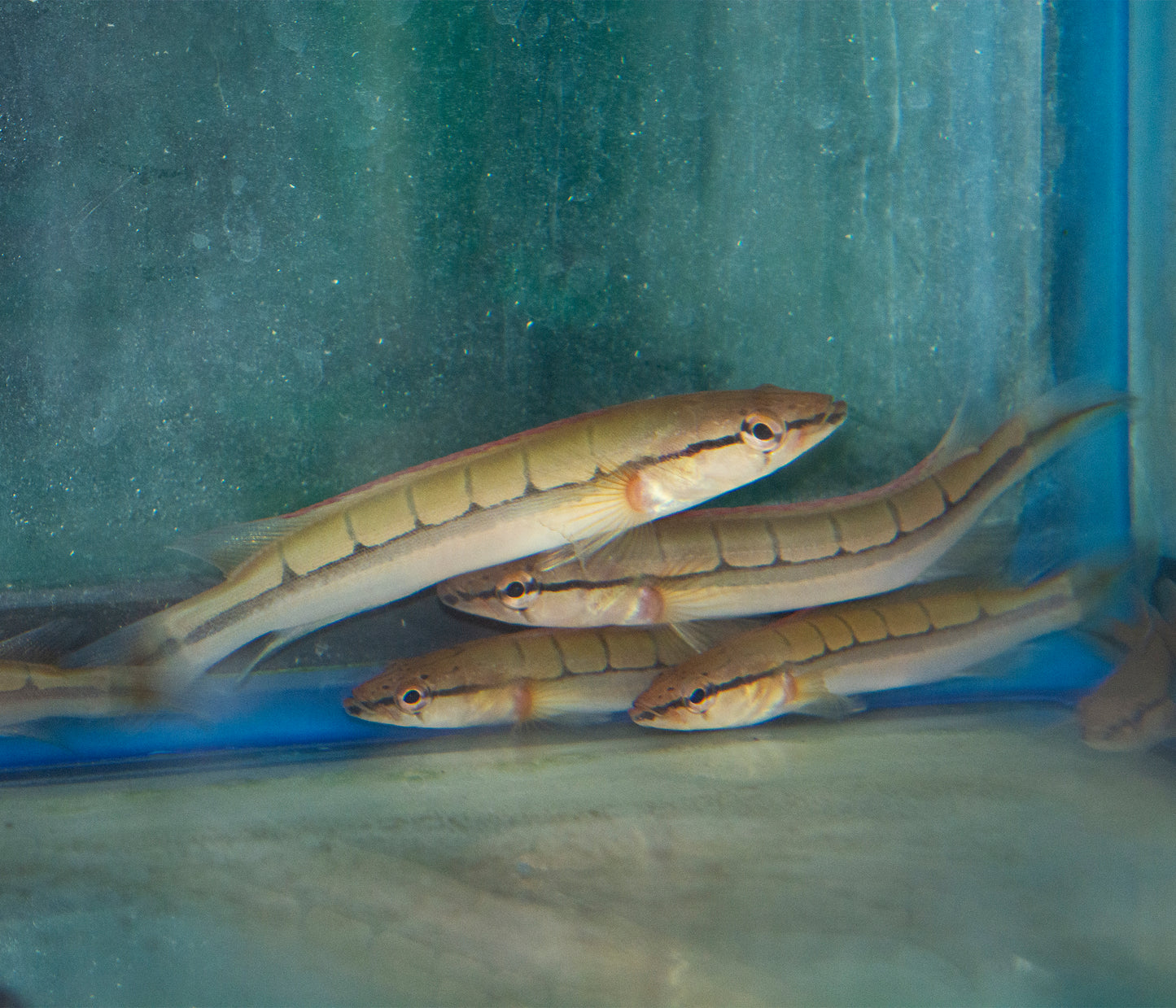 Cichlid - Ladder Pike (Atabapo II) Lg