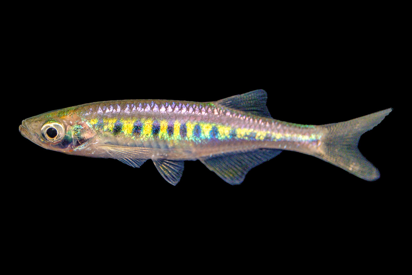 Danio - Lake Inle Lg