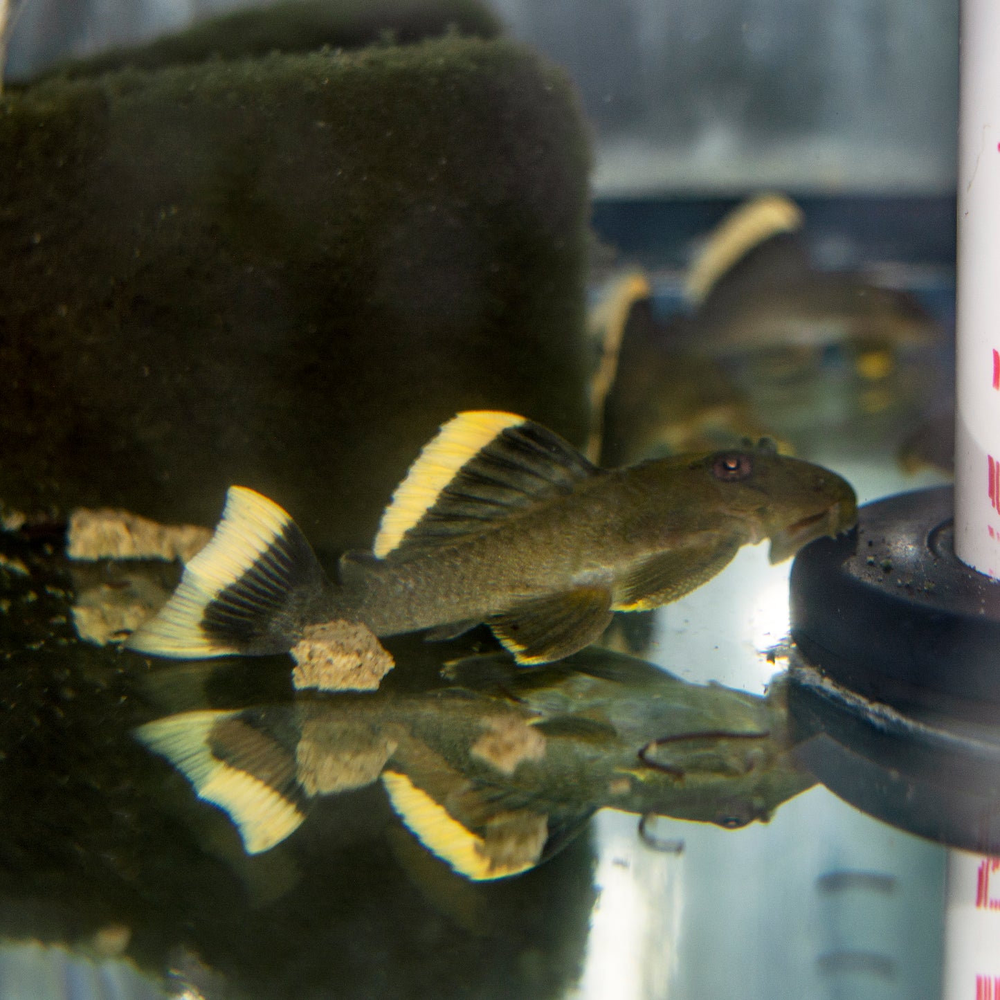 Pleco - Mango L-047 2.5-3in