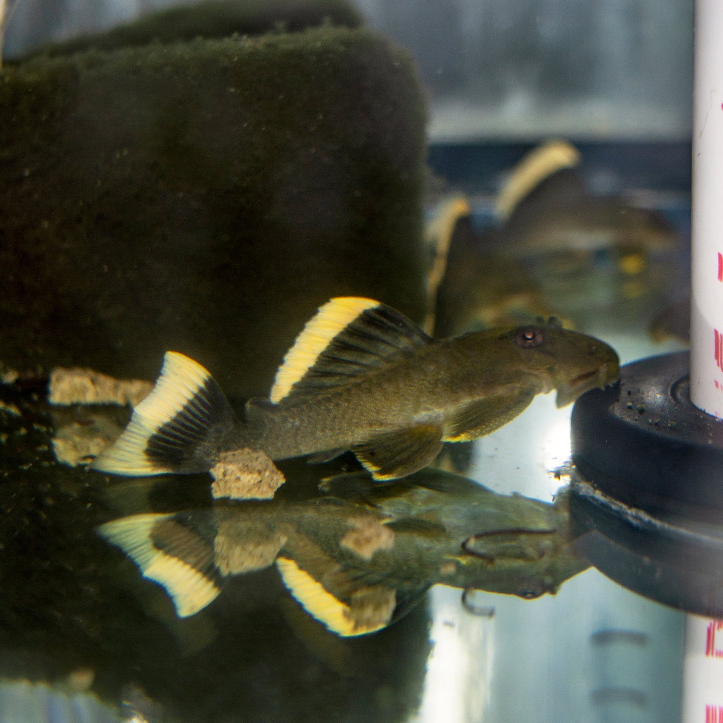 Pleco - Mango L-047 XL 6in