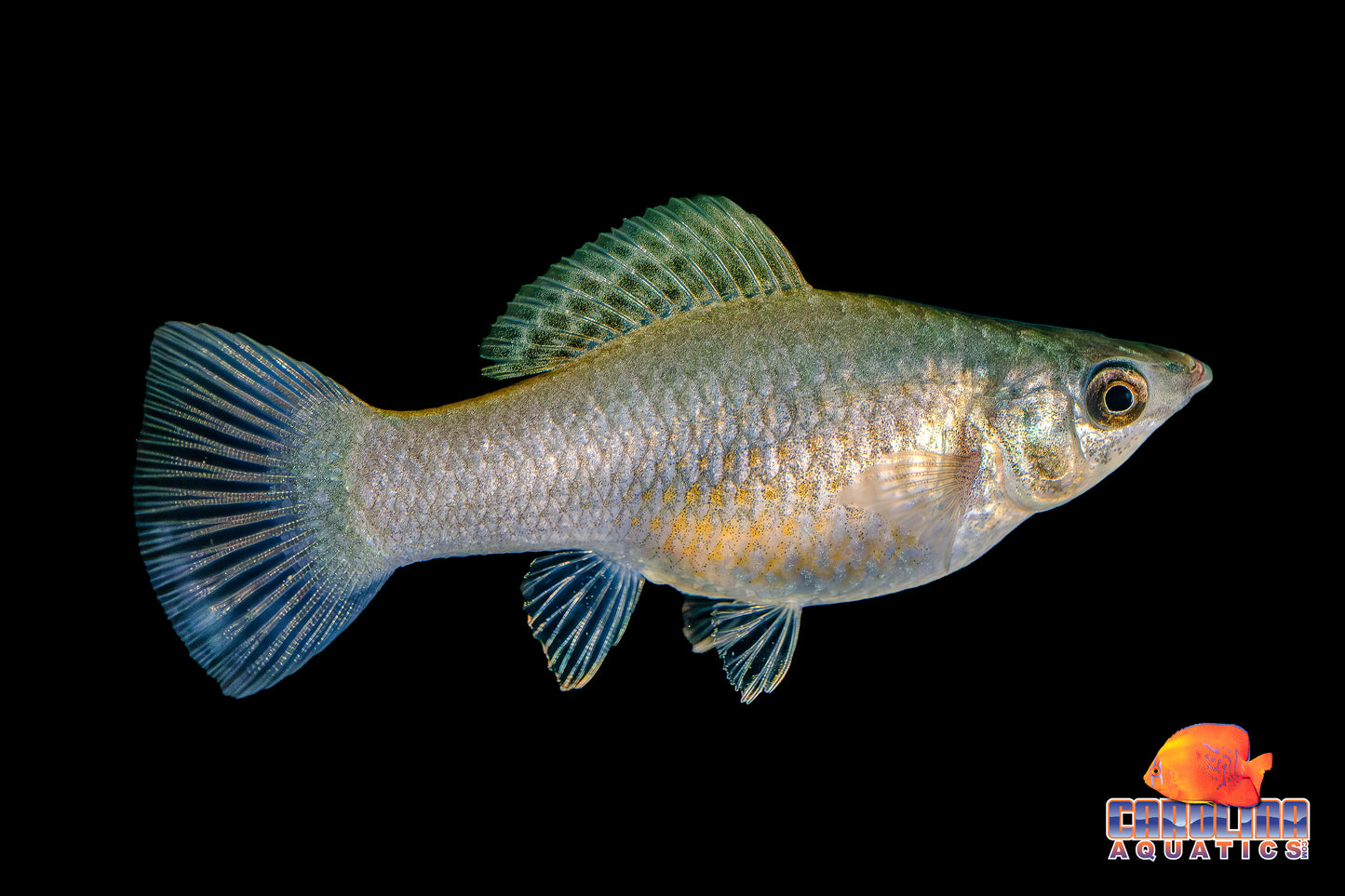 Molly - Sailfin Green XL