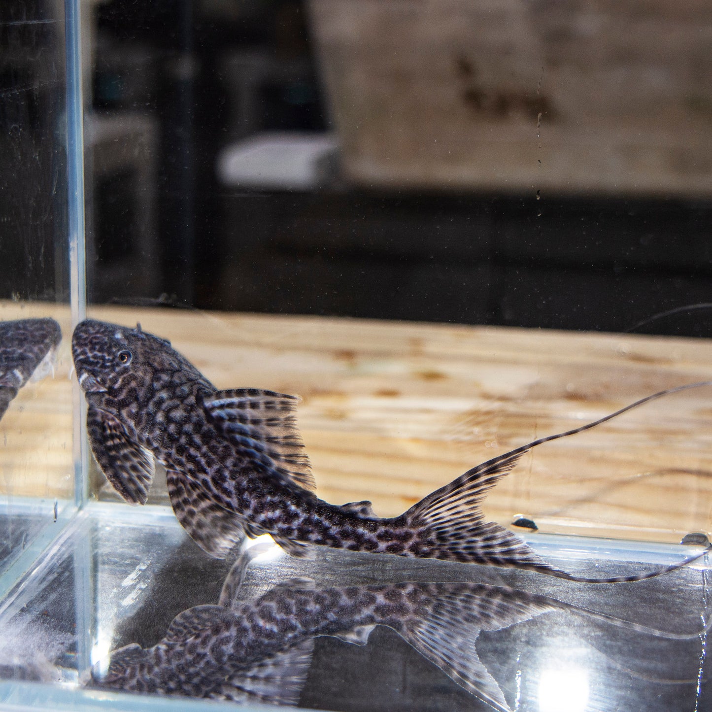 Pleco - Sachamama Lyretail L-351 2.5-3n