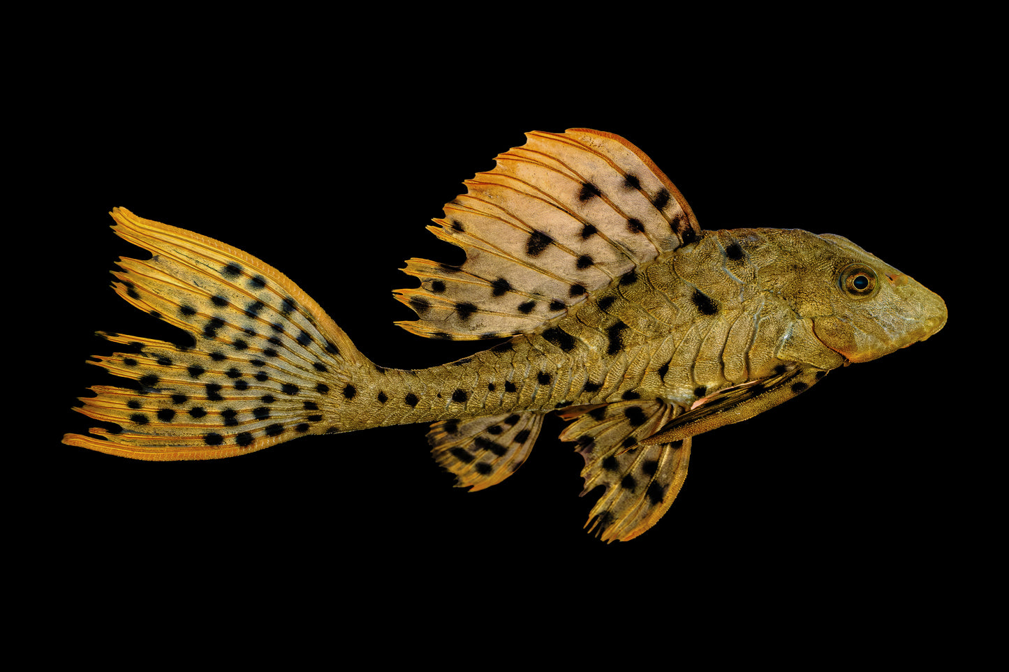 Pleco - Orange Cheek Pinecone L-095 4-5in