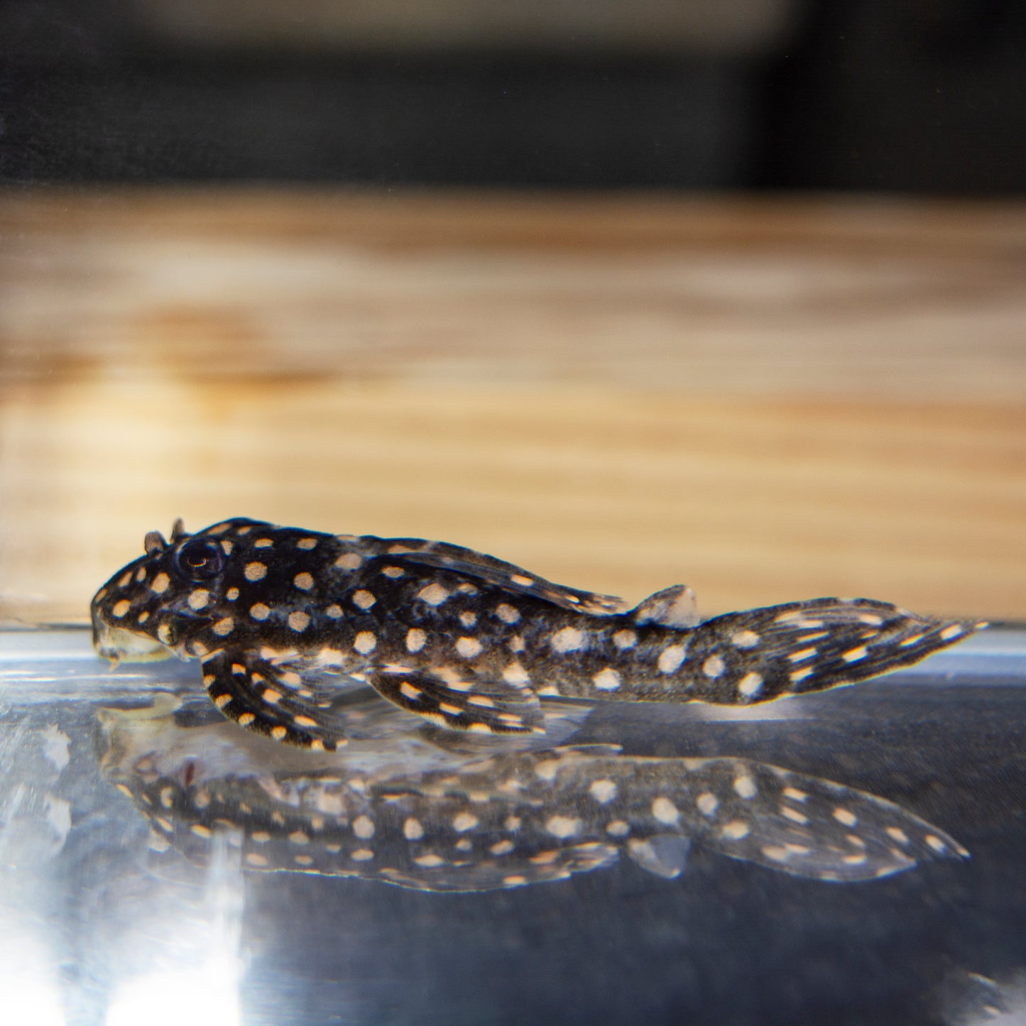 Pleco - Orinoco Snowball L-201 T.R. 1.5in
