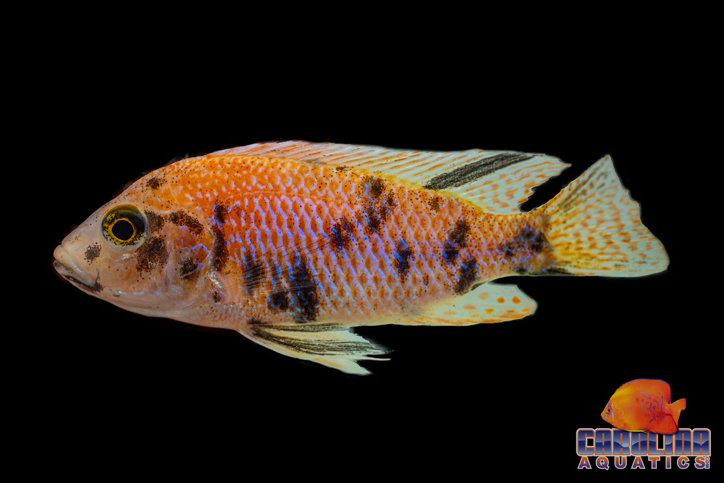 African - Peacock Asst Male XL Imported