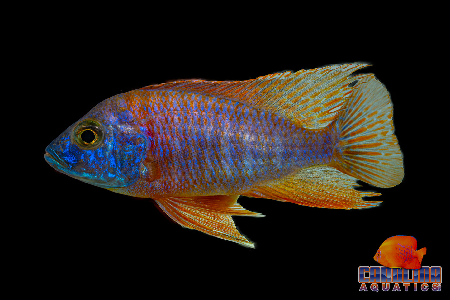 African - Peacock Asst Male XL Imported