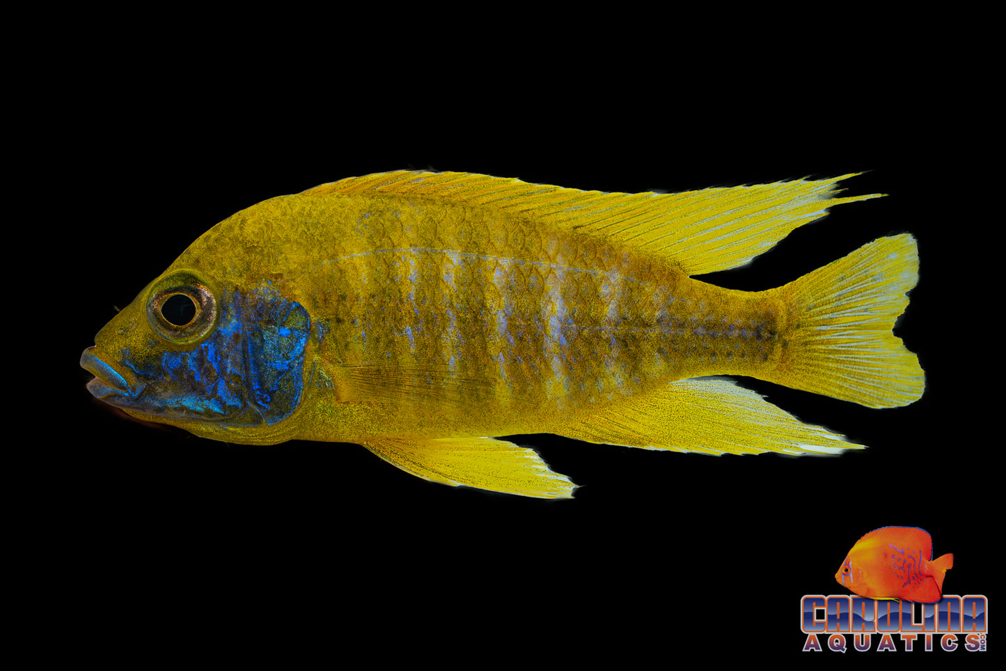 African - Peacock Asst Male XL Imported