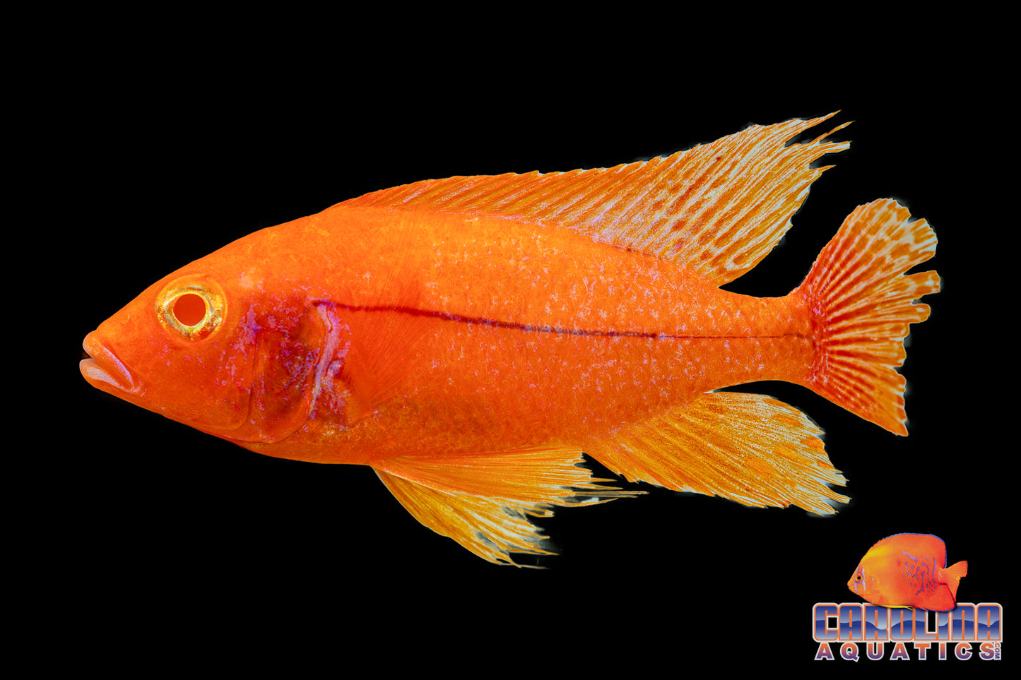 African - Peacock Asst Male XL Imported