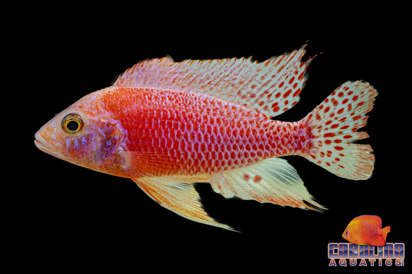 African - Peacock Albino Dragon Blood Male Lg