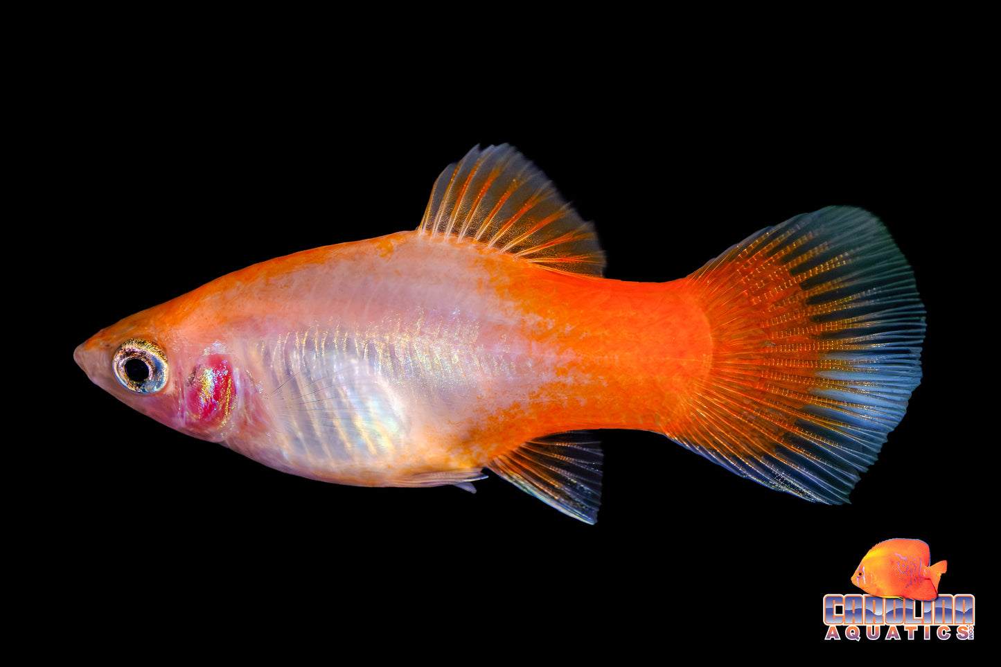 Platy - Peppermint