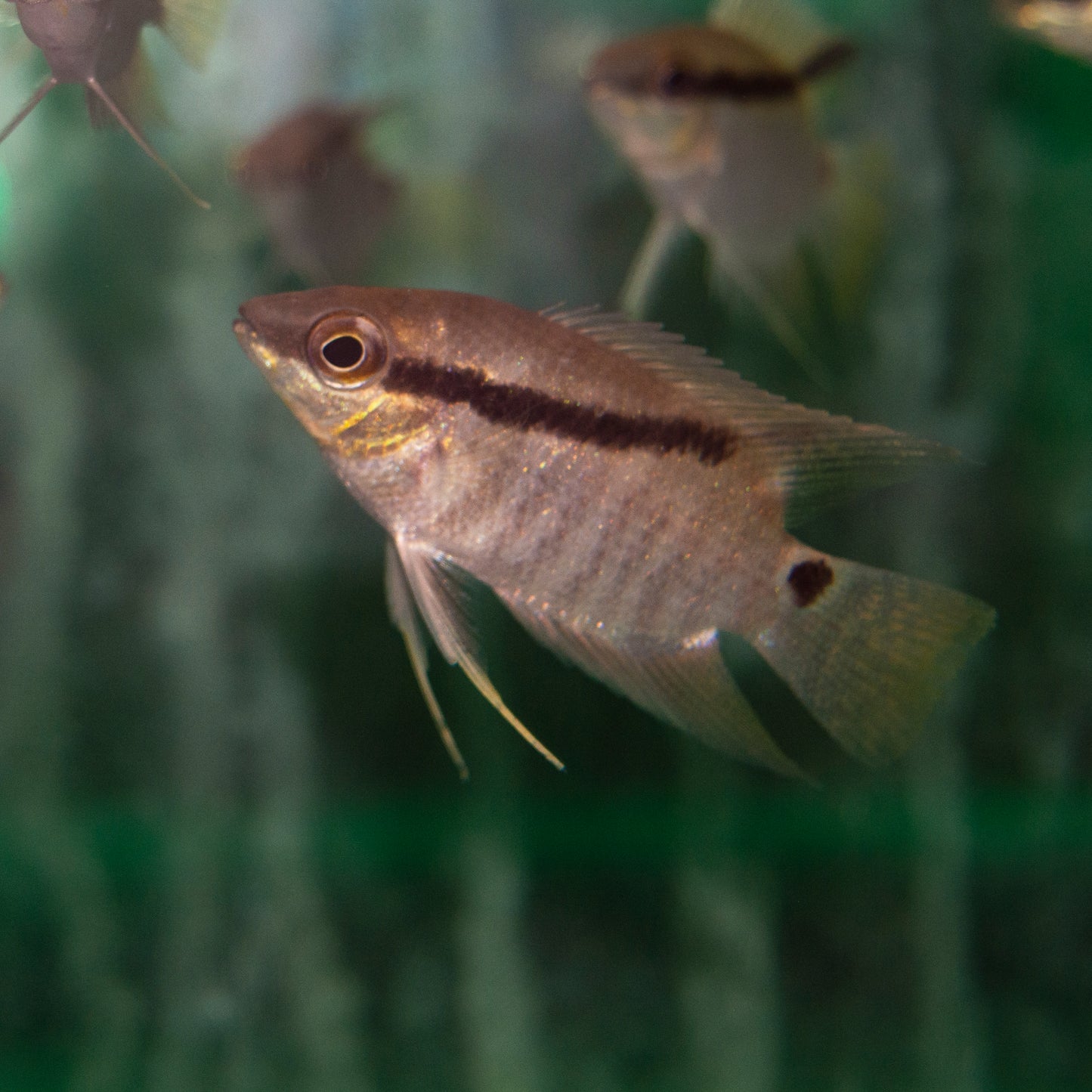 Cichlid - Festivum Peru Med