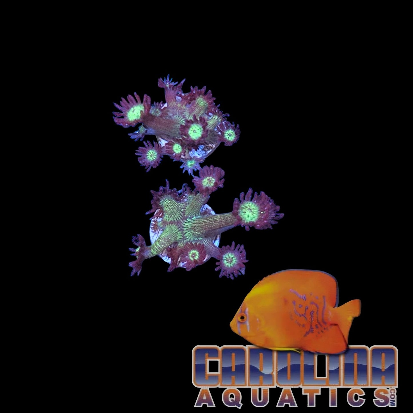 Frag - Neptune's Crown Goniopora