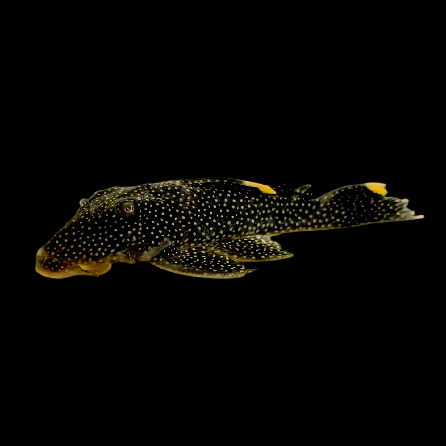 Pleco - Fine Spot Gold Nugget L-081 2.5-3in