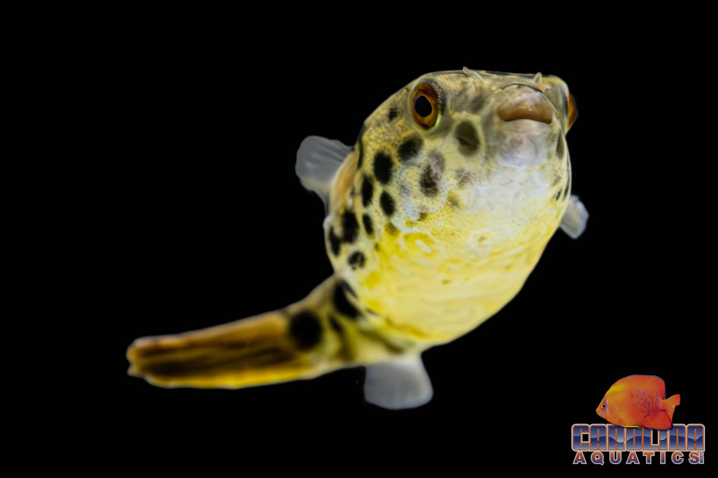 Misc - Puffer Congo Spotted Med