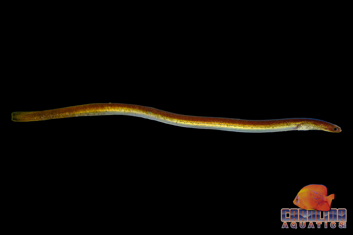 Misc - Eel Purple Spaghetti Lg