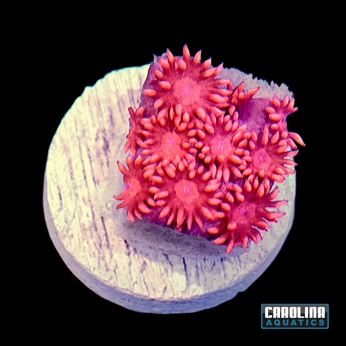 Frag - Goniopora Red