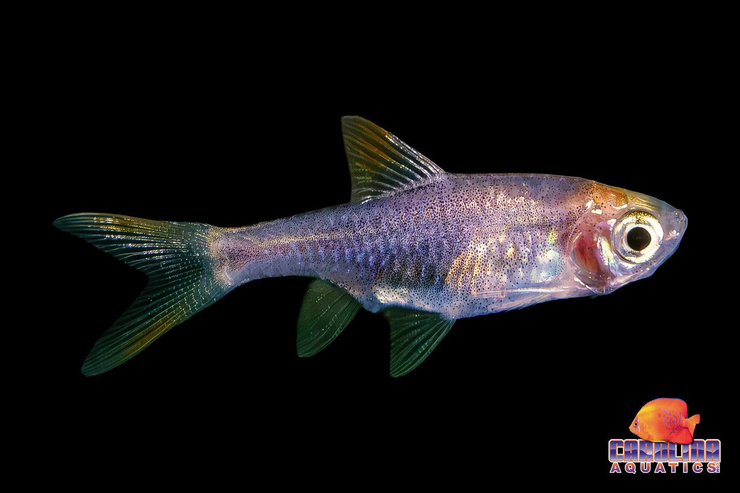 Tetra - Rasbora Harlequin Purple