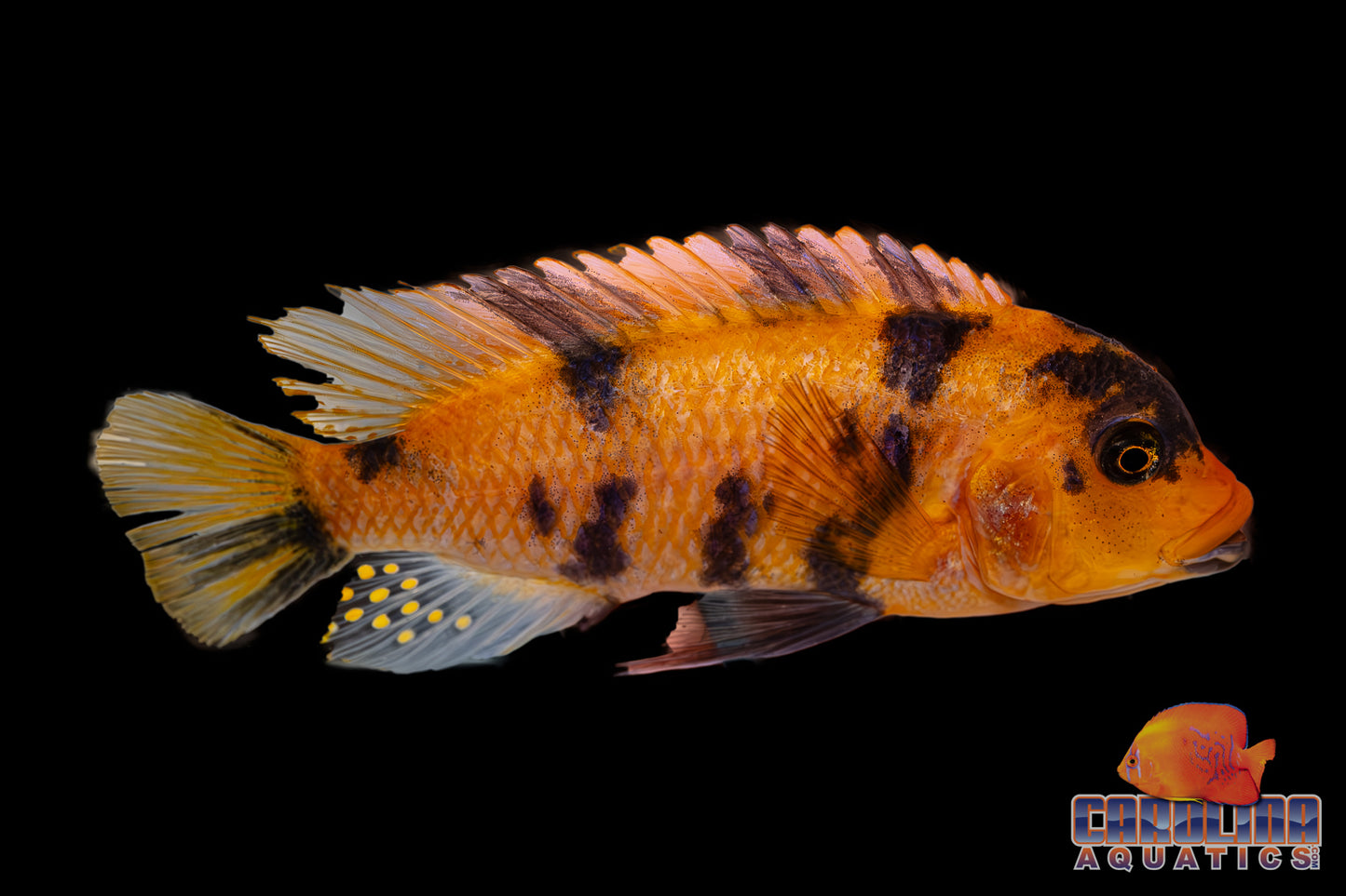 African - Zebra Red Blotch 4in