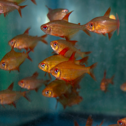 Tetra - Red Cherry Mato Grosso