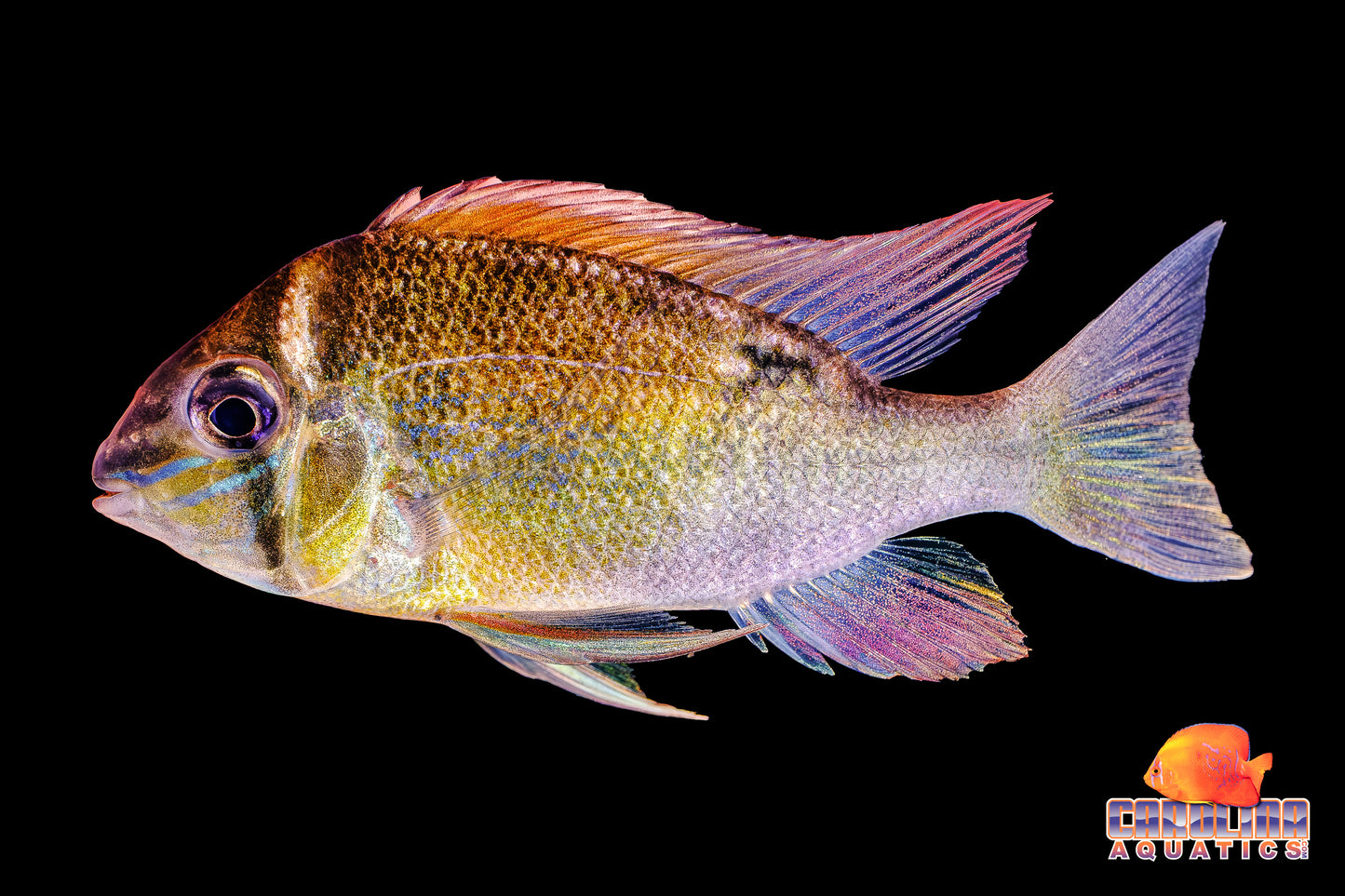 Cichlid - Cupid Red Face Itaya Med